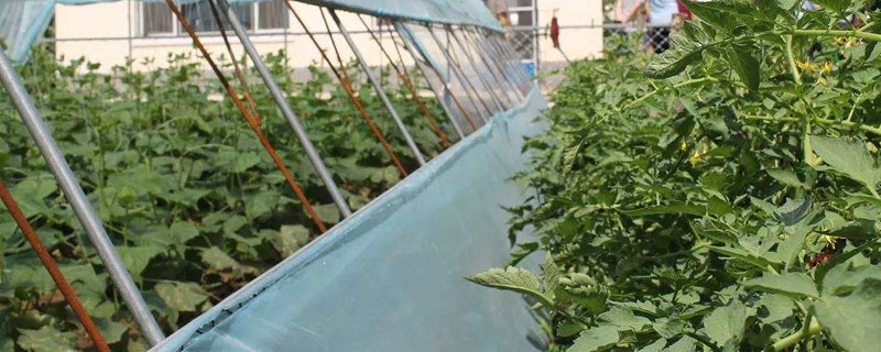 冷棚黄瓜常见病害及防治方法(大棚黄瓜病害防治)