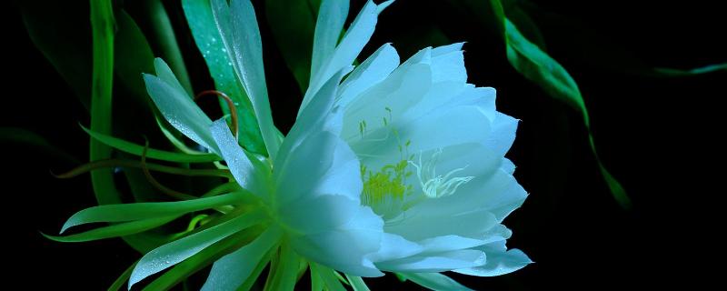 昙花图片养殖方法(昙花图片昙花怎样养殖)