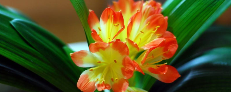 达木兰的养殖方法 达木兰怎么养