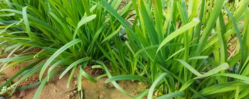 韭菜怎么种植方法，怎么存储 韭菜如何储藏