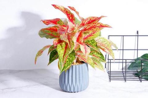 彩叶万年青的养殖方法和注意事项