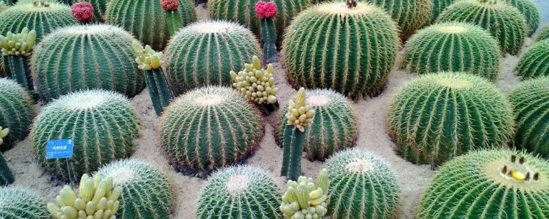 仙人球的养殖方法和注意事项（玉翁仙人球的养殖方法和注意事项）