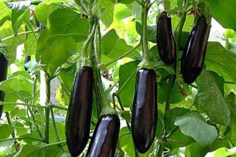 茄子怎么种植方法,多远距离一棵