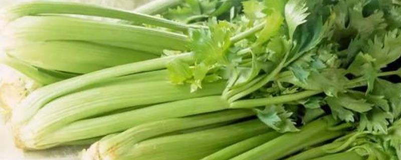 芹菜种植时间及方法 芹菜的种植时间和收获时间