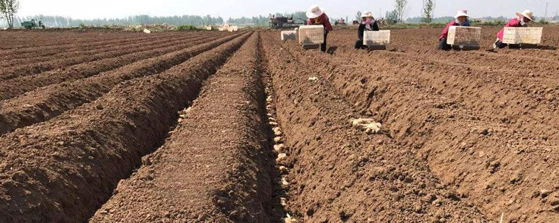 大姜催芽新方法 大姜催芽前用什么药