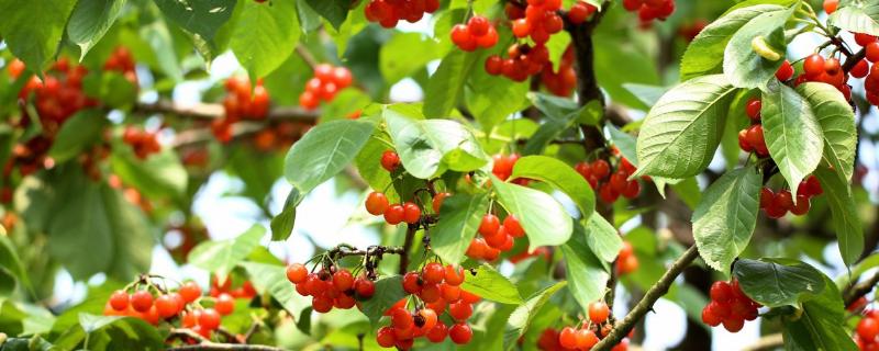 樱桃树打药的时机,上午还是下午,先里还是先外?