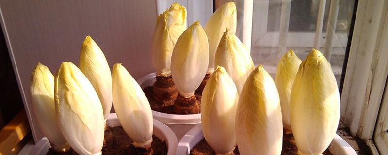 玉兰菜怎么种植 玉兰菜怎么种植视频