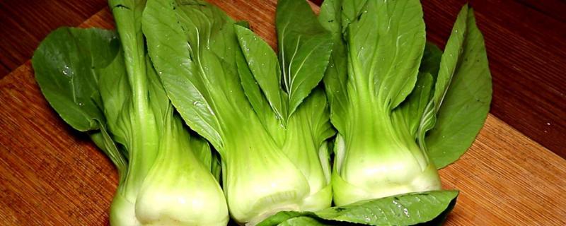 青梗菜种植时间和方法(青梗菜生长周期)