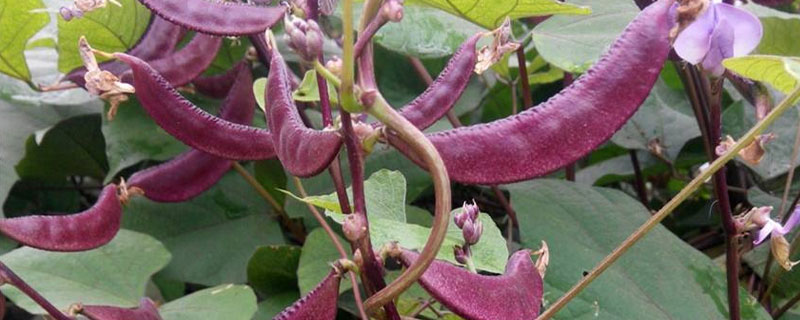 眉豆种植时间及方法 眉豆种植时间及技术要点