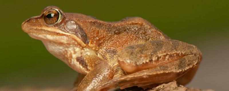 林蛙吃什么食物,林蛙是雪蛤吗
