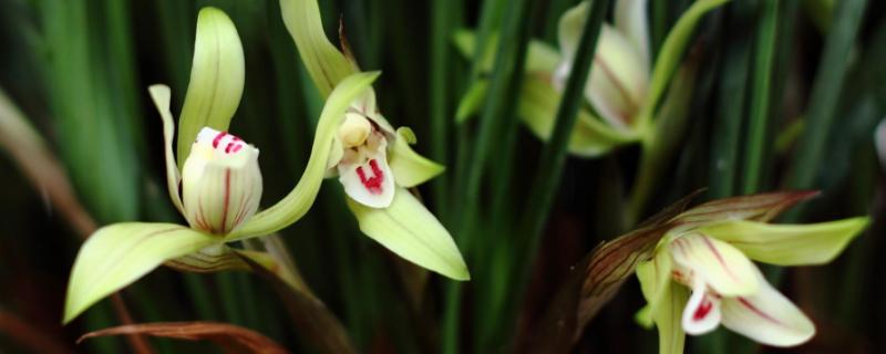 兰花的养殖方法及养护知识(兰花的养殖方法和注意事项 盆栽兰花)