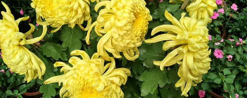 菊花的种植（菊花的种植与栽培技术）