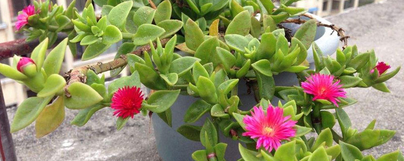 玫瑰吊兰的养殖方法和注意事项,合理浇水,正确施肥