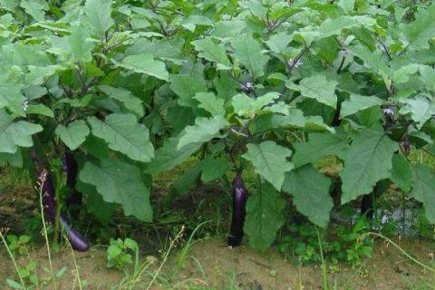 茄子怎么种植方法,多远距离一棵