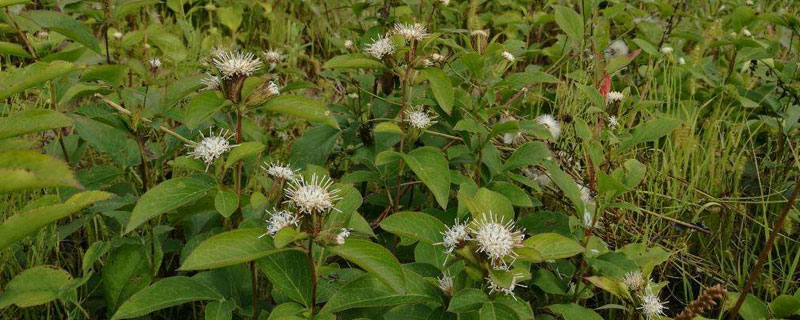 苍术栽培与种植技术 苍术的种植方法与技术