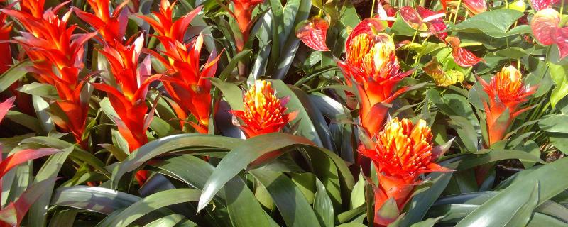 鸿运当头应该怎么养殖（鸿运当头的养殖需要什么土）