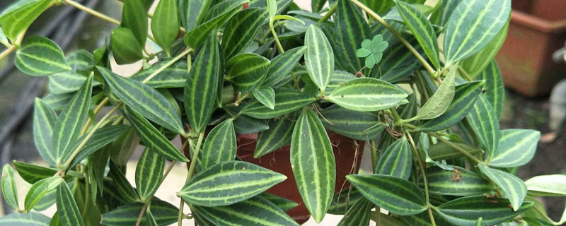 钻石翡翠的养殖方法和注意事项（金钻宝石的养殖方法和注意事项）