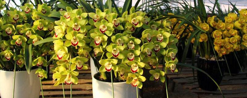 惠兰的养殖方法和注意事项 惠兰花的养殖方法和注意事项