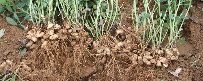 花生栽培管理技术要点 花生种植管理技术要点