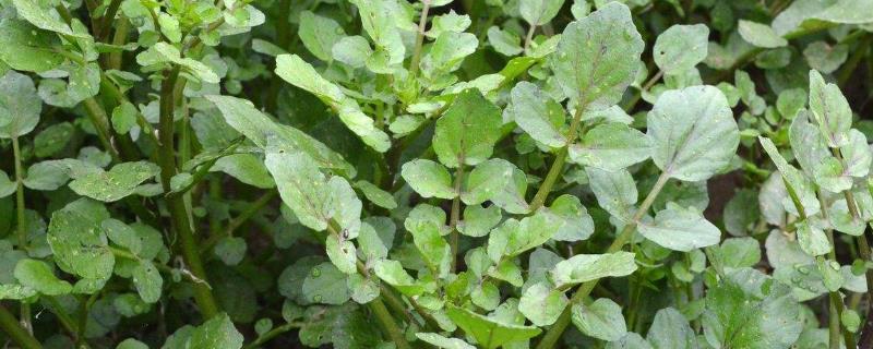 西洋菜种植时间和方法 西洋菜种植时间和方法亩产