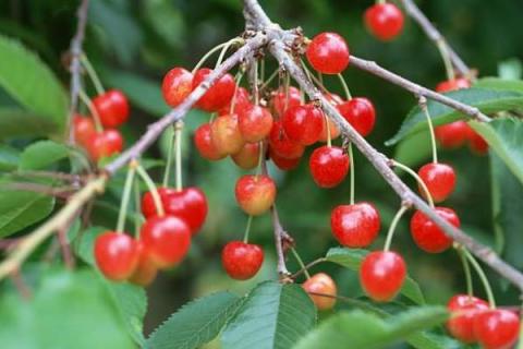 樱桃树打药的时机,上午还是下午,先里还是先外?