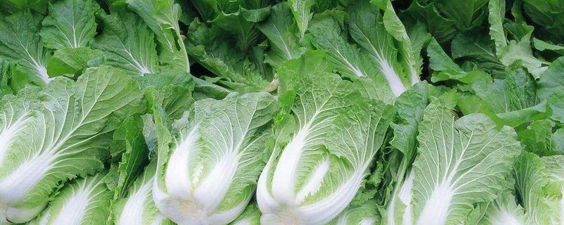 春白菜种植技术 春白菜种植技术与管理