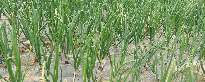 洋葱苗怎么种植 洋葱苗怎么种植方法视频