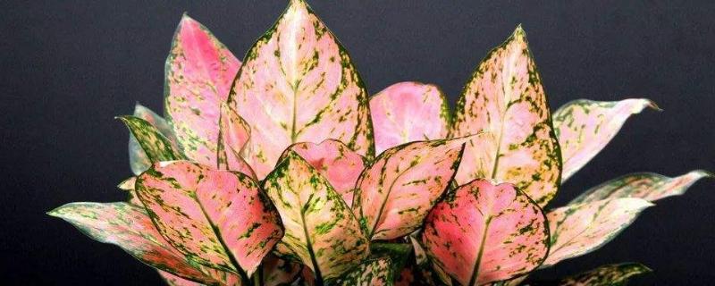 彩叶万年青的养殖方法和注意事项（彩叶万年青的养殖方法和注意事项浇水）