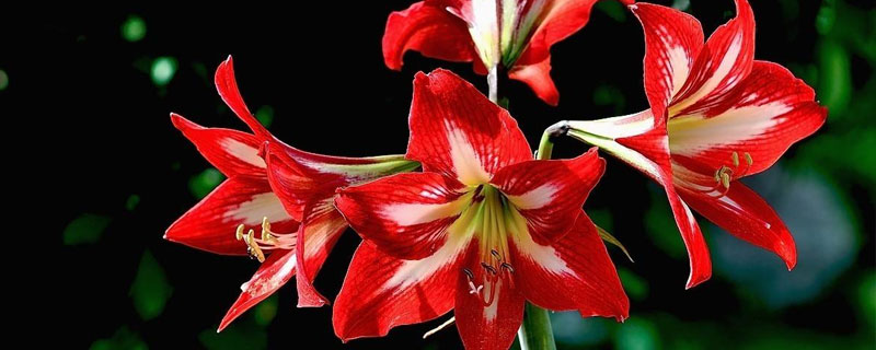 对红的养殖方法和注意事项,夏季遮阴冬季保温秋季防病2年换盆