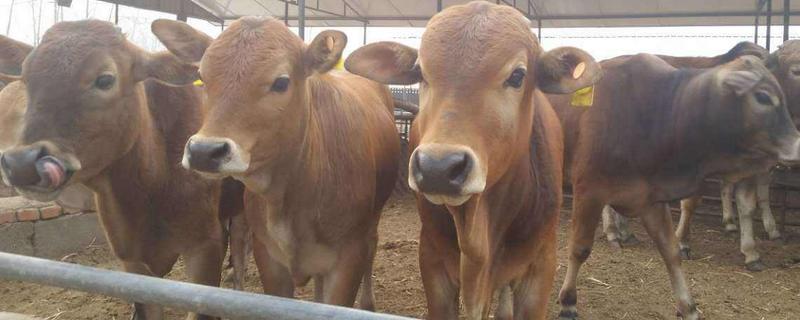 牛犊拉黑色稀怎么办,是什么原因导致的