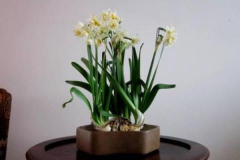 南美水仙的养殖方法