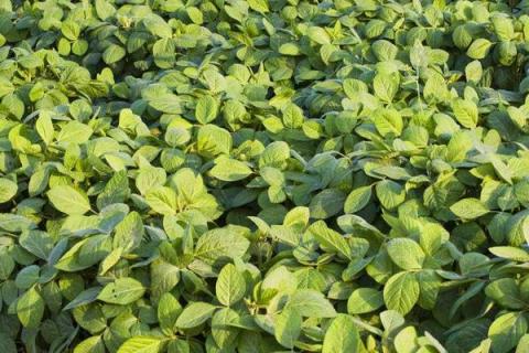 黄豆苗前封闭用什么药,什么时间打?