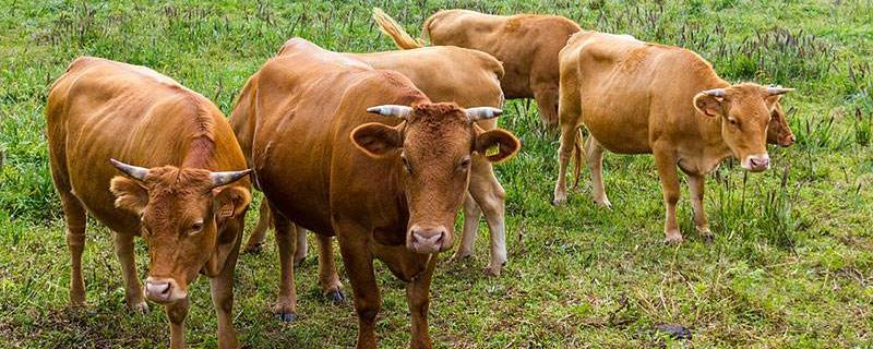 牛冬天能喂驱虫药吗，驱虫药有哪些（冬天牛能打驱虫药吗?）