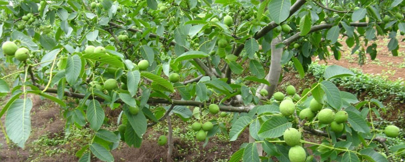 核桃苗种植对土地有怎样的要求 核桃苗种植对土地有怎样的要求呢