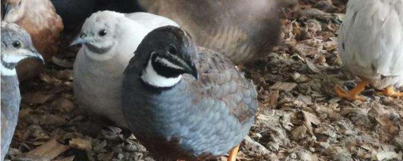 芦丁鸡刚出壳怎样育雏,芦丁鸡冬天会不会生蛋