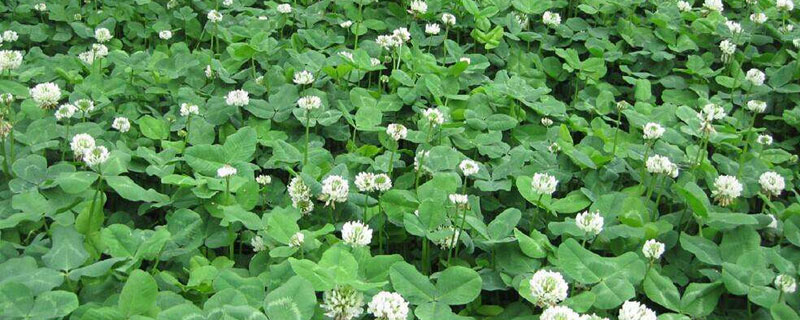 幸运草种子的种植方法 幸运草种子的种植方法视频