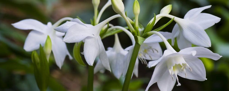 南美水仙的养殖方法 南美水仙适合家里养吗