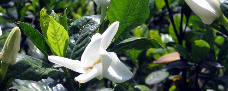 栀子花种子的养殖方法和注意事项 栀子花种子的养殖方法和注意事项有哪些