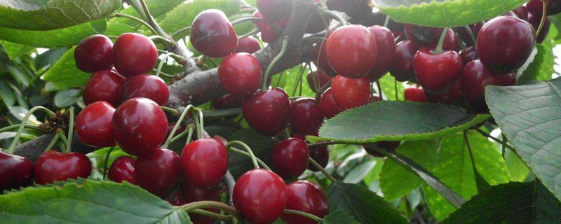 美早大樱桃的种植技术 美早樱桃栽培技术