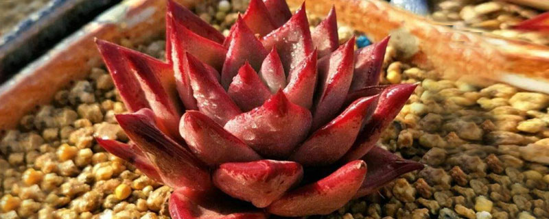 多肉血罗的养殖方法 多肉血罗怎么繁殖