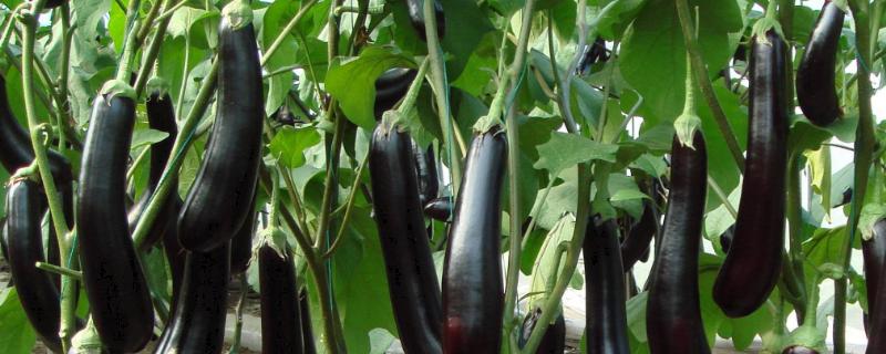 茄子施肥时间及方法(茄子什么时候施肥,施什么肥)