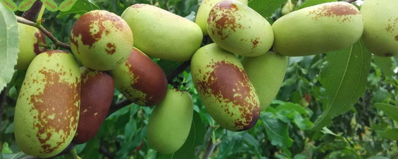 枣树苗什么时候种植（枣树苗什么时候种植最好）