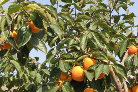 柿子树嫁接时间和方法,附常见养护技巧