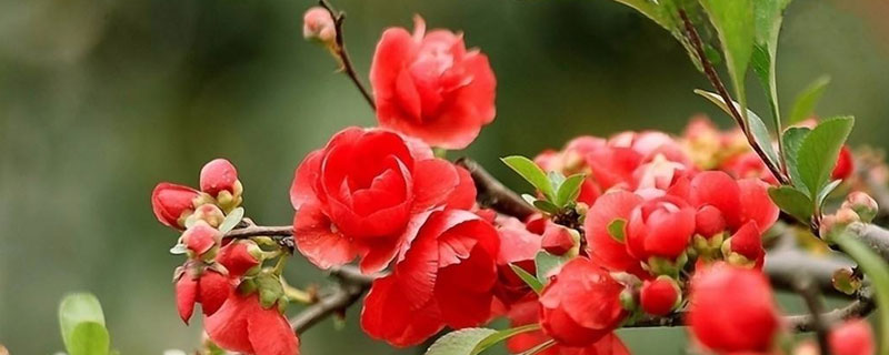 海棠梅花的养殖方法 梅花海棠花的养殖方法