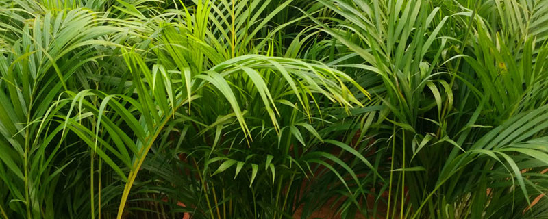 夏威夷竹的养殖方法 夏威夷竹室内养殖方法