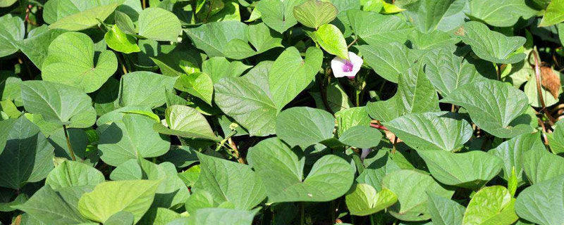 菜用红薯叶种植方法（菜用红薯叶的种植技术）