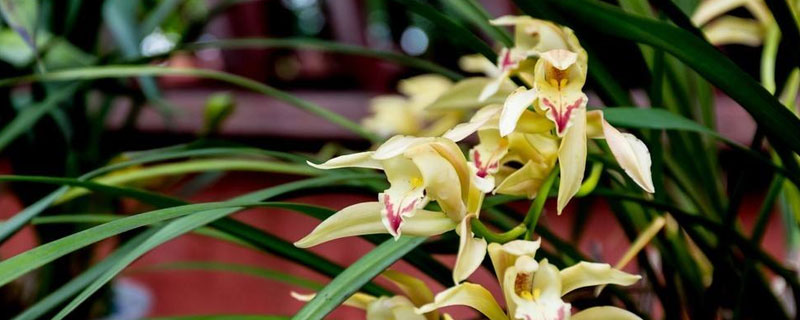 兰花的养殖方法和5个注意事项（兰花养殖需要注意哪些事项）