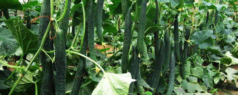 黄瓜施肥时间及方法（黄瓜每个阶段怎样施肥）