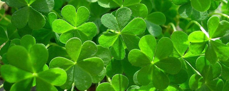 三叶草种植方法和时间 三叶草的种植时间