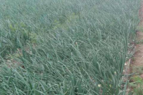 洋葱春季什么时候浇水